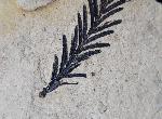 Metasequoia occidentalis CHANEY 1951 - Bild © FossNet FossilienStore